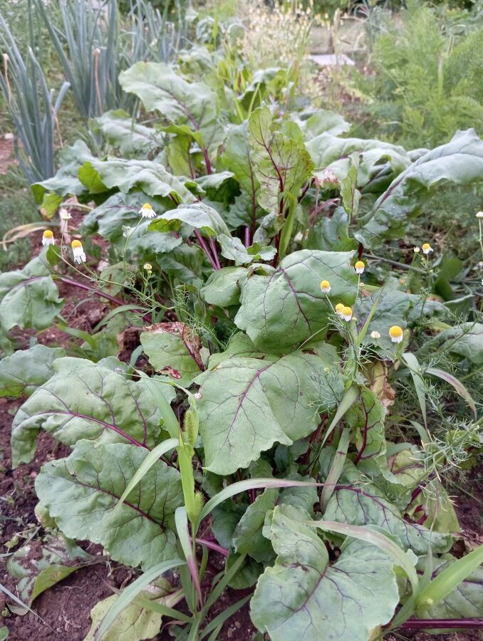 plodored u vrtu - cikla, luk i kamilica