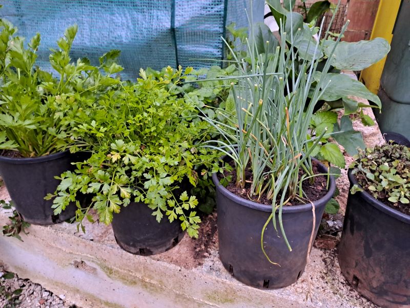 Uzgoj začinskog bilja u teglama - peršin, vlasac, origano i metvica savršeni su za urbani vrt na balkonu.
