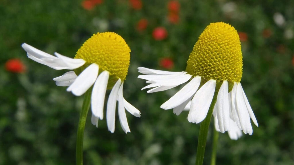 kamilica - prirodni pesticidi
