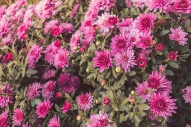 "krizantema kao pesticid"