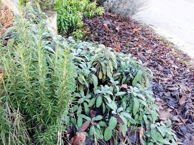 "moja-kadulja-i-ruzmarin"