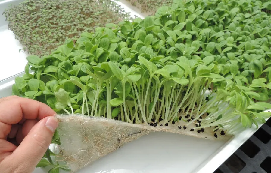 radovi u vrtu - mikrozelenje