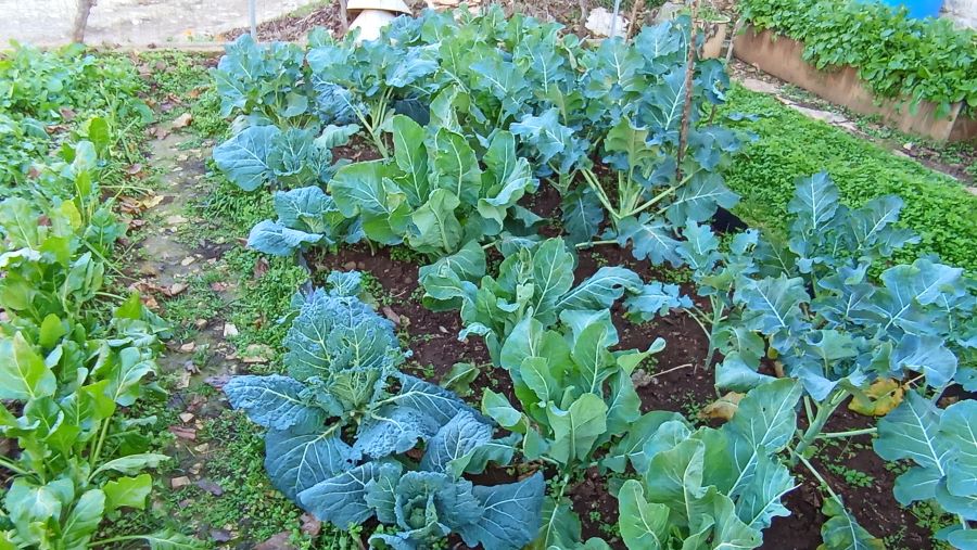 "kelj u organskom vrtu"