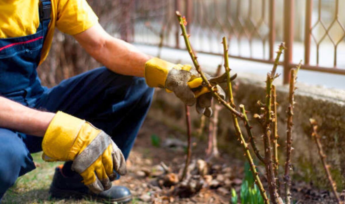 izgled trsa - rezidba loze