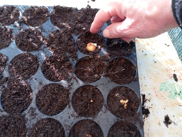 radovi u vrtu - sijanje luka