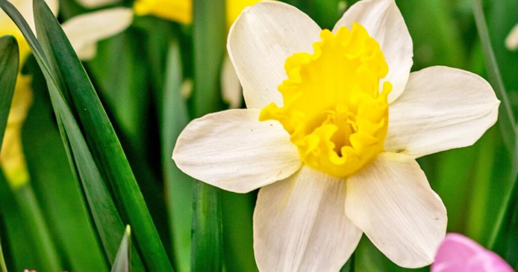 radovi u vrtu - cvijet
