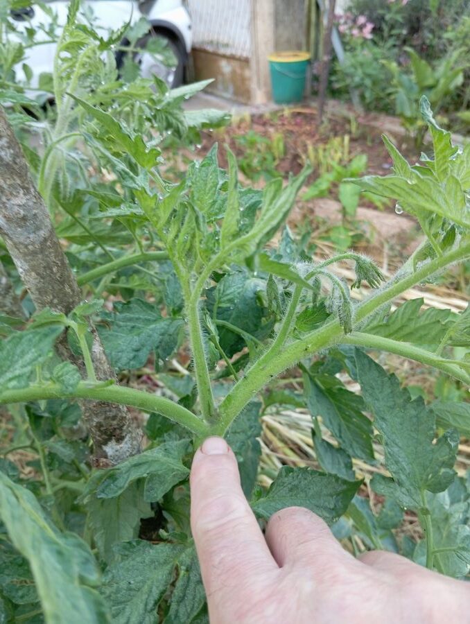 pivcranje rajčice - radovi u vrtu