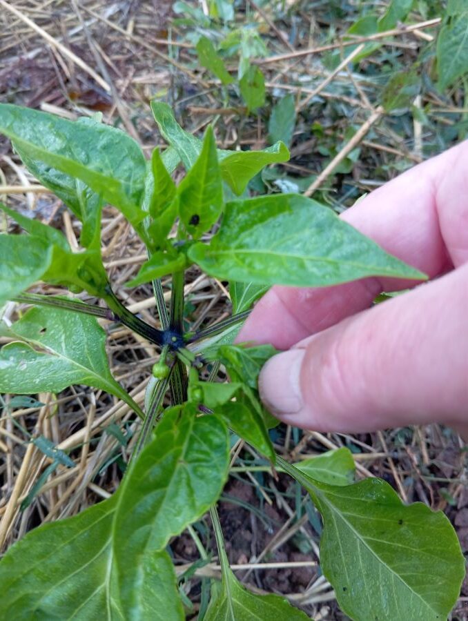 pinciranje - radovi u vrtu
