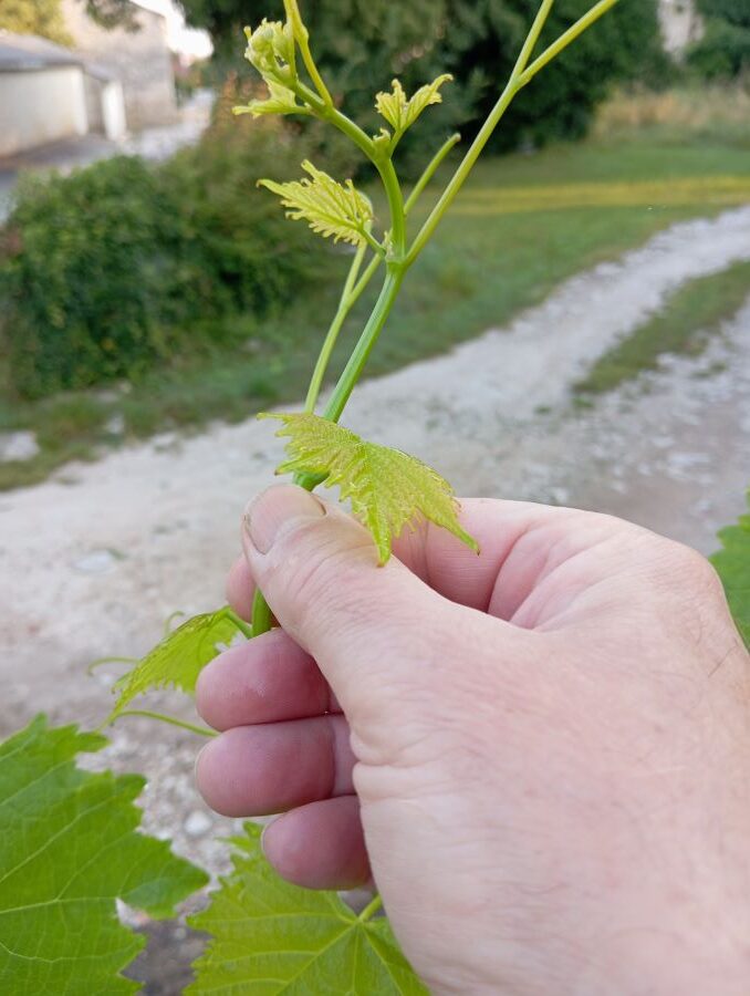 radovi u vrtu - pinciranje loze