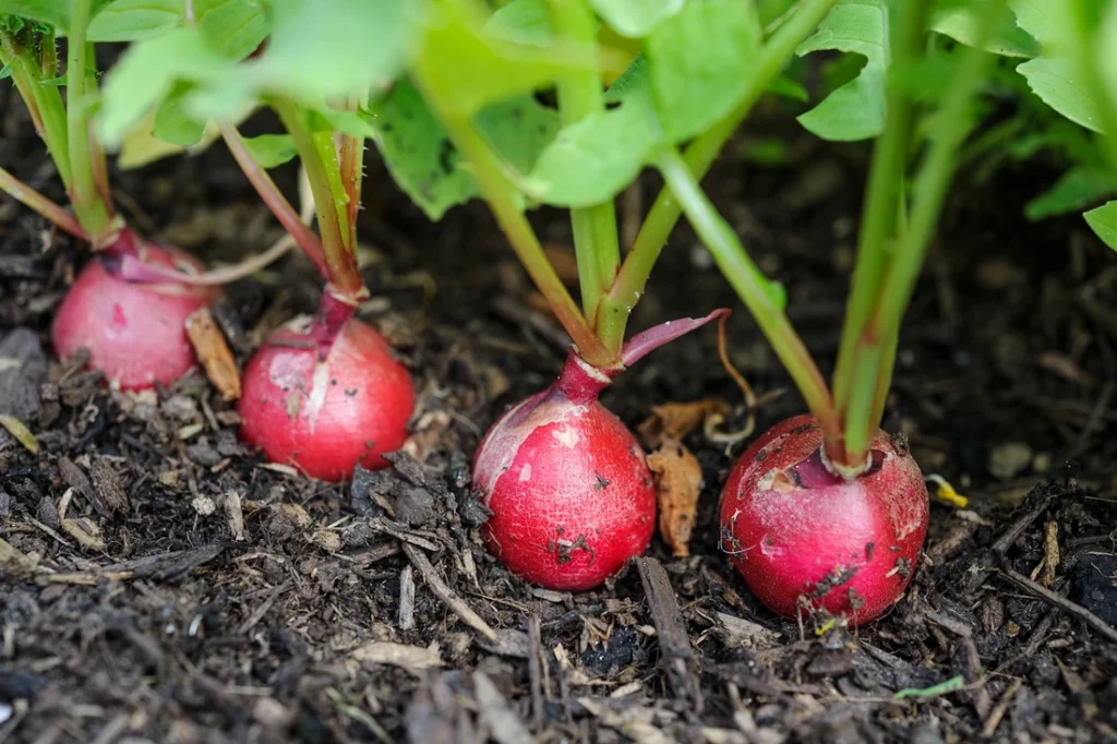 rotkvica - radovi u vrtu
