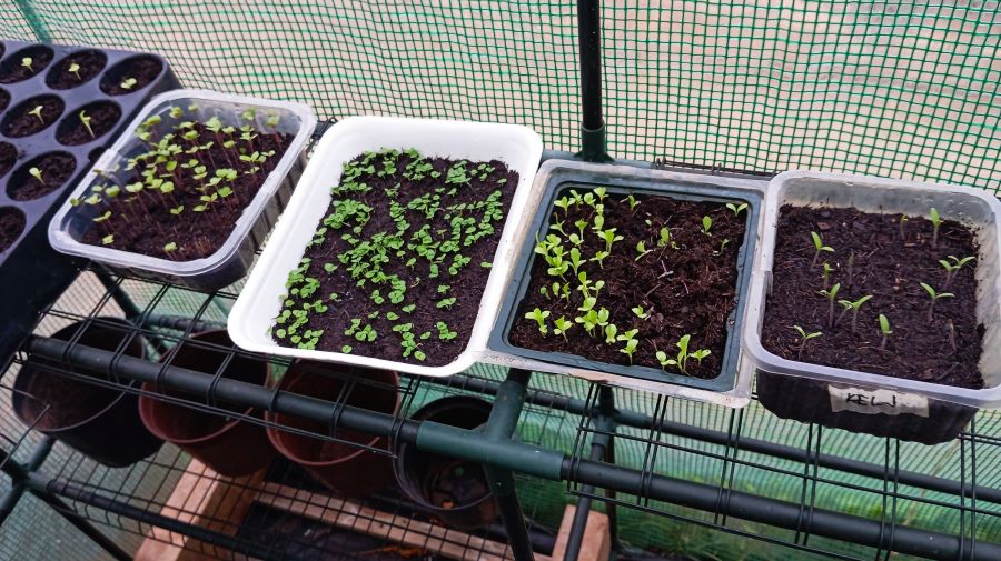 radovi u vrtu - moje biljke