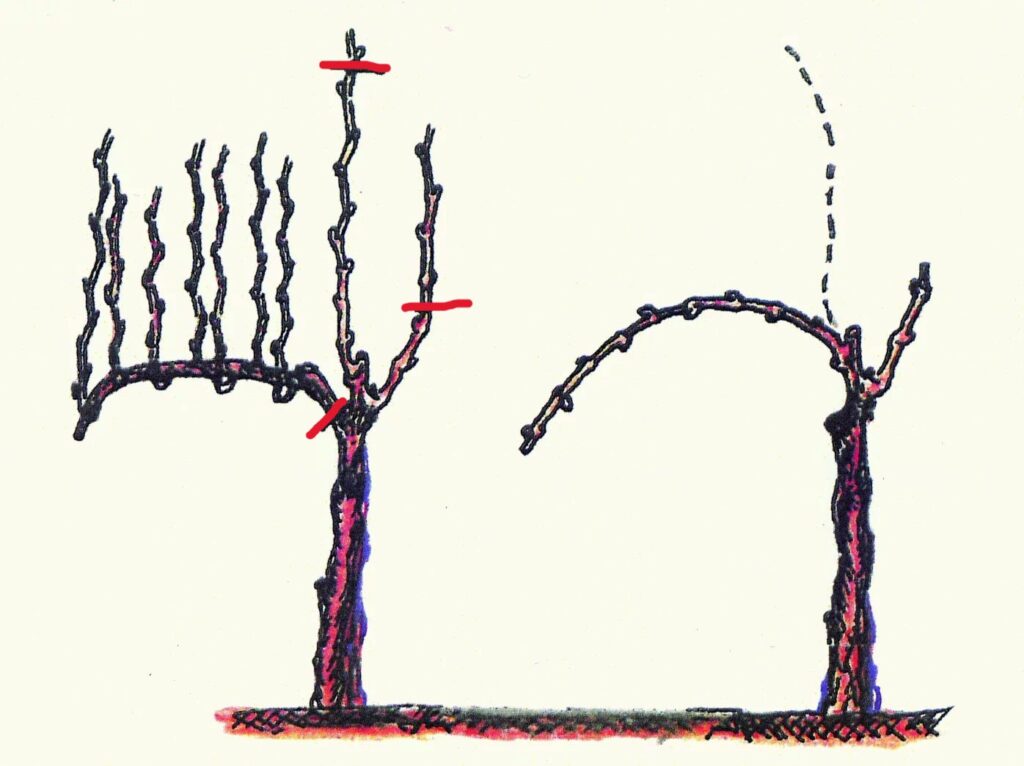 rezidba vinove loze - guyot