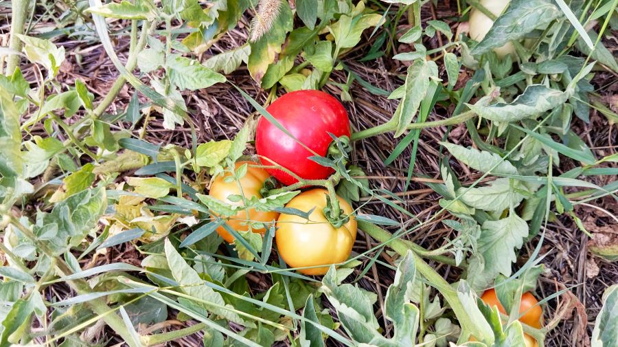 rajčica - što saditi u proljeće