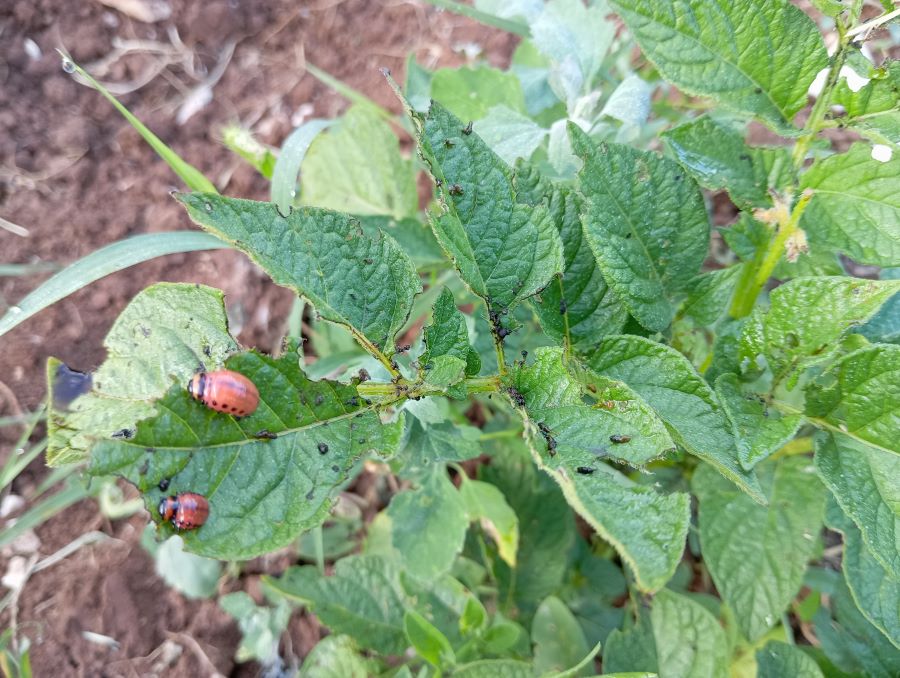 "usi na krumpiru - radovi u vrtu"