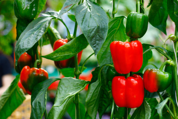 "zrela paprika u vrtu"