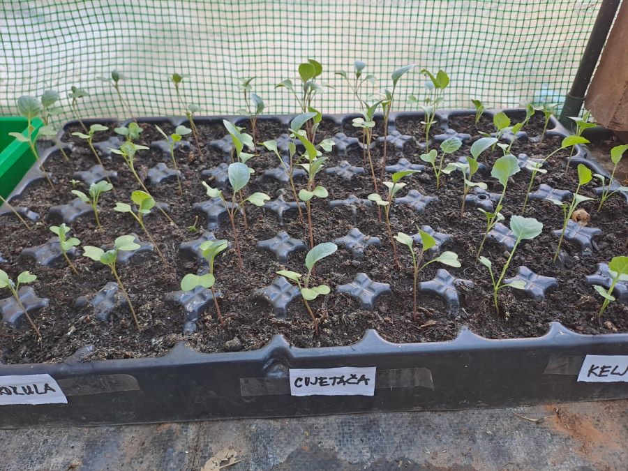 moja brokula - uzgoj brokule