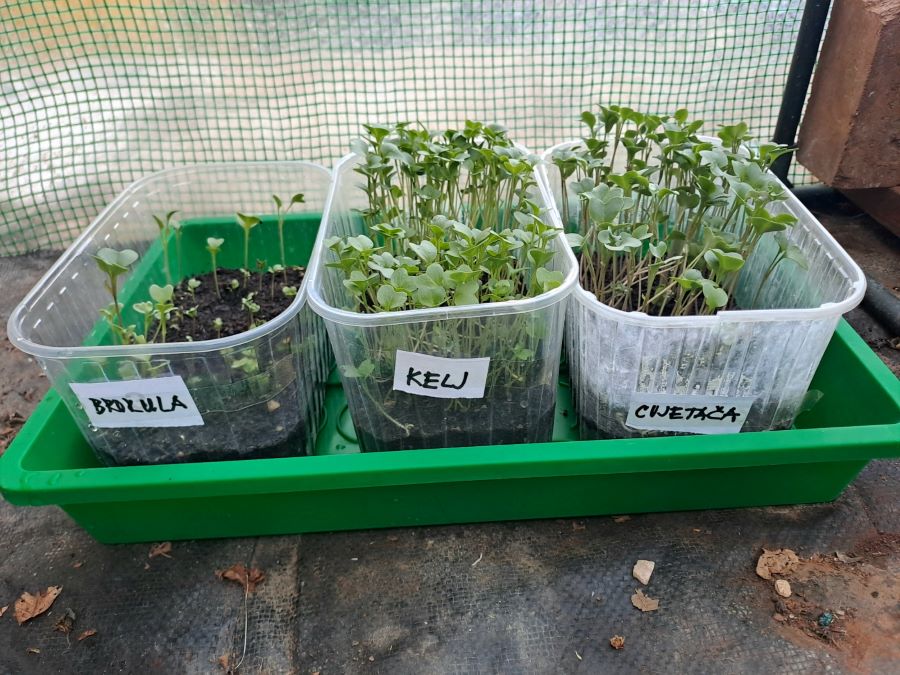 radovi u vrtu - sadnice kupusnjača