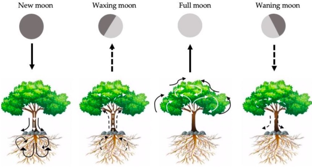 u skladu s mjesecevim mijenama