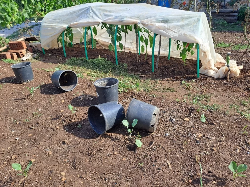 dnevnik iz organskog vrta - mali plastenik za paprike
