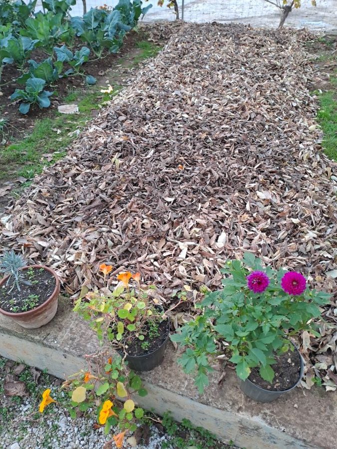 no-dig vrtlarenje - malč na mojoj gredici