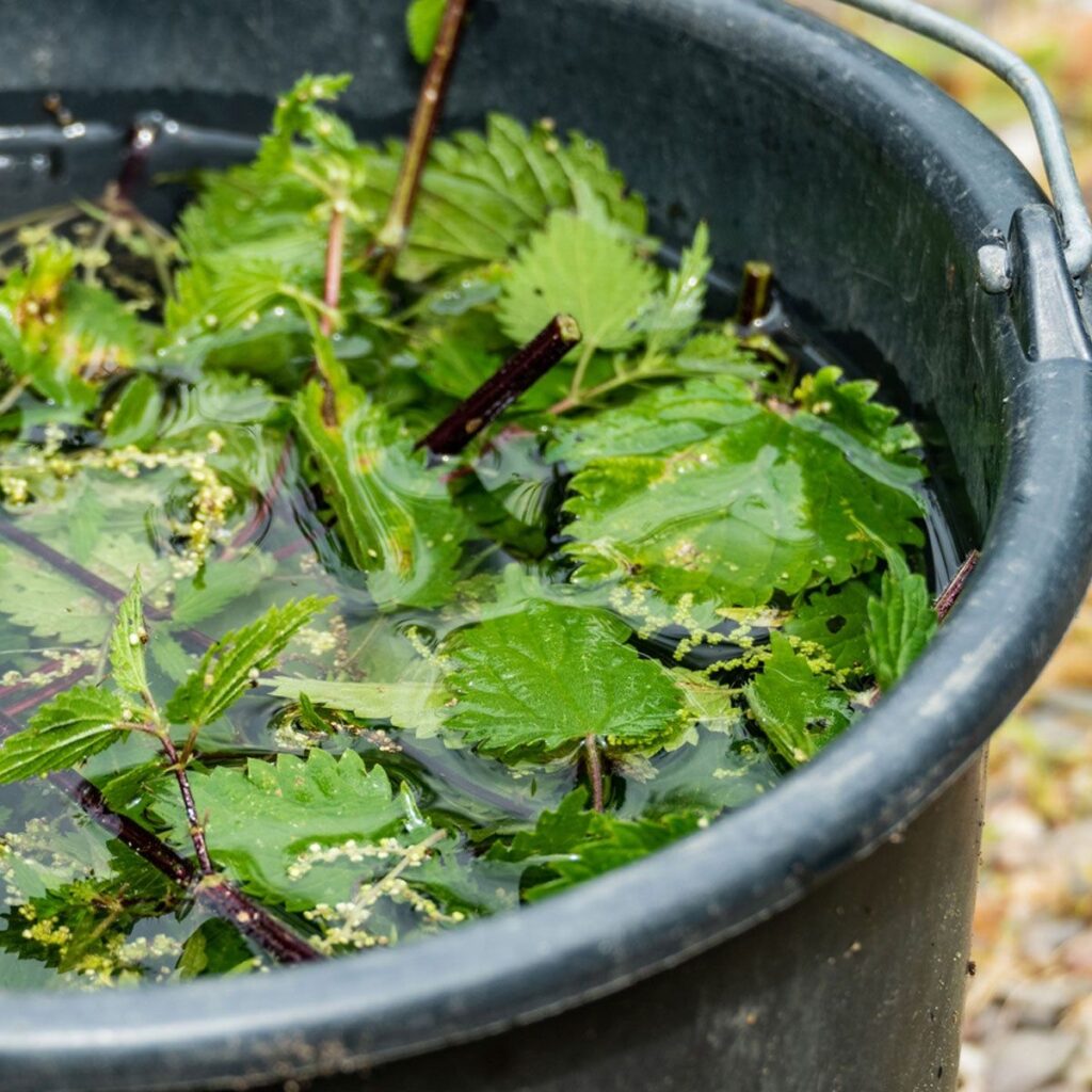 prirodna zastita - kopriva, moj najjači borac