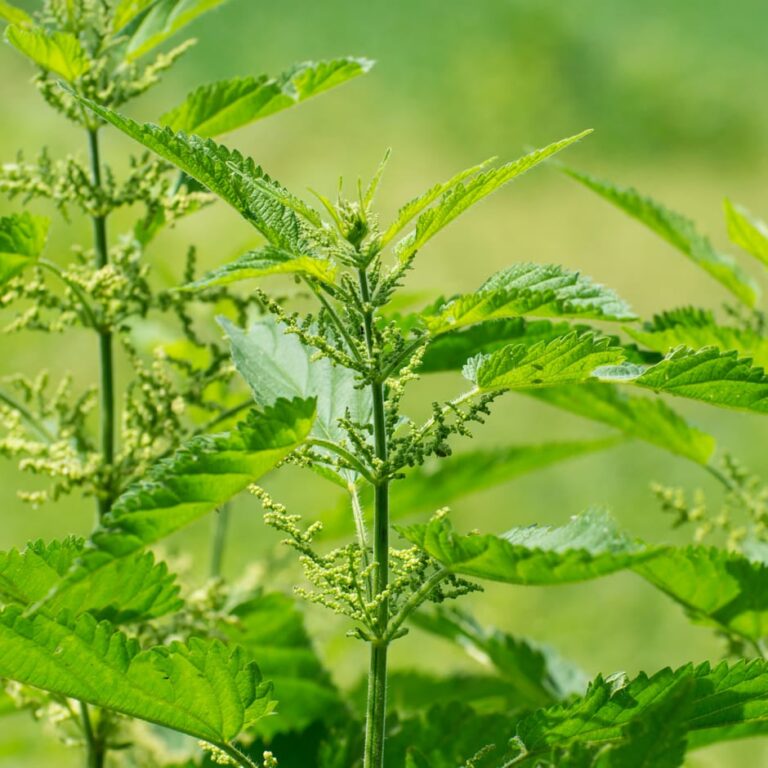 kopriva prirodni pesticid