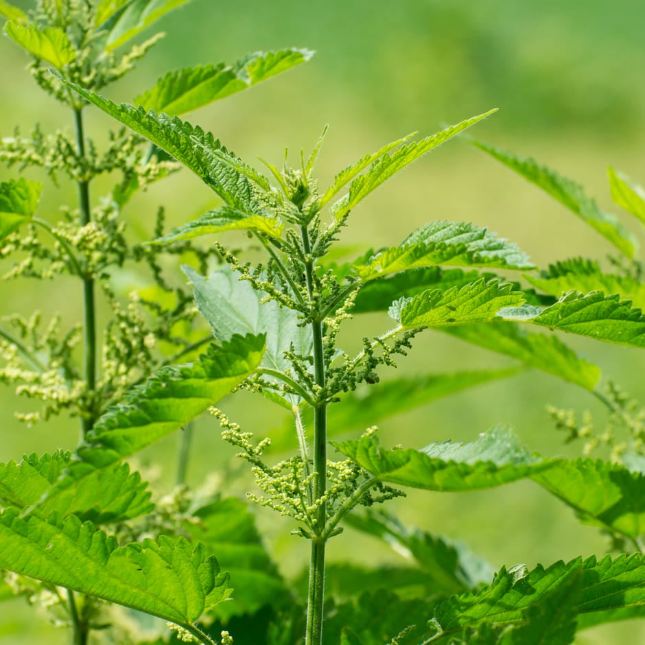 kopriva prirodni pesticid