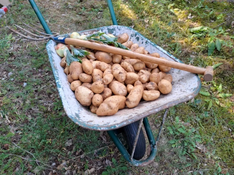 Moja kariola s krumpirom, s njive