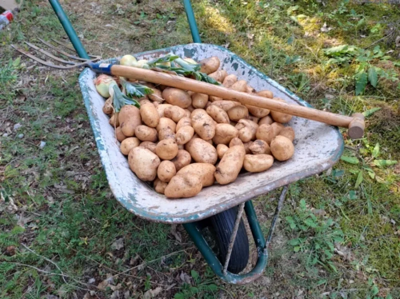 Moja kariola s krumpirom, s njive