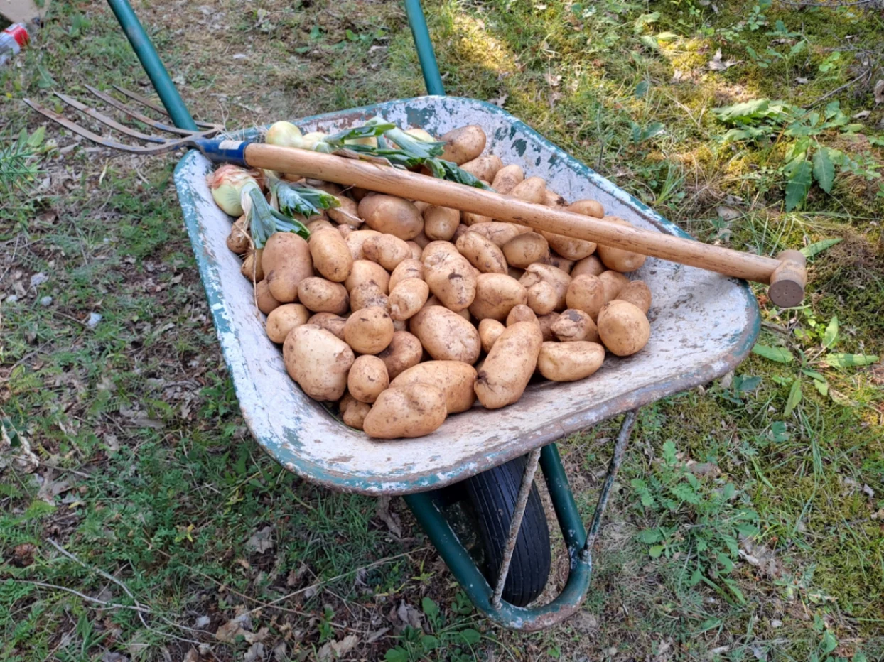 Moja kariola s krumpirom, s njive