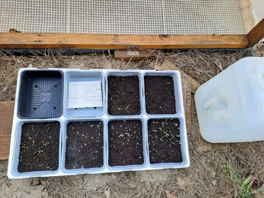 moje presadnice prvi dan u plasteniku