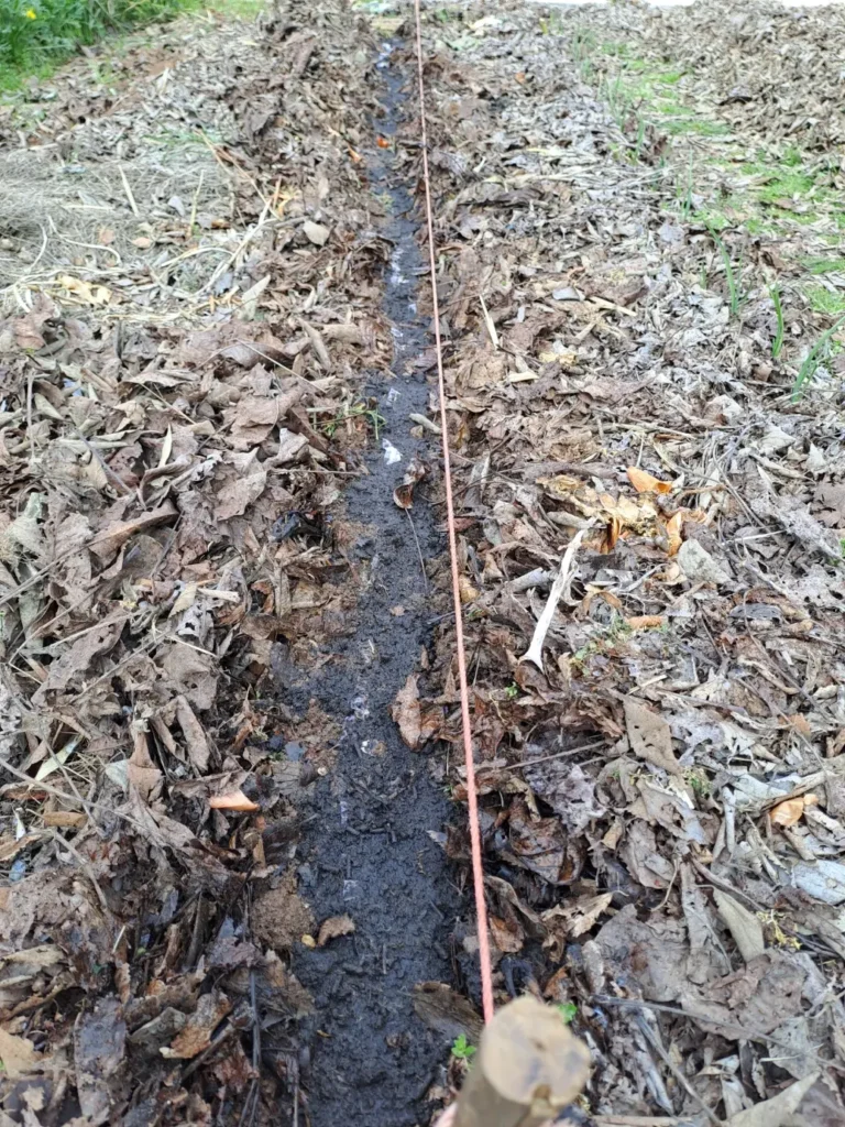 sadnja krumpira, izrada sjetvenih traka,  sjetvene trake na gredici