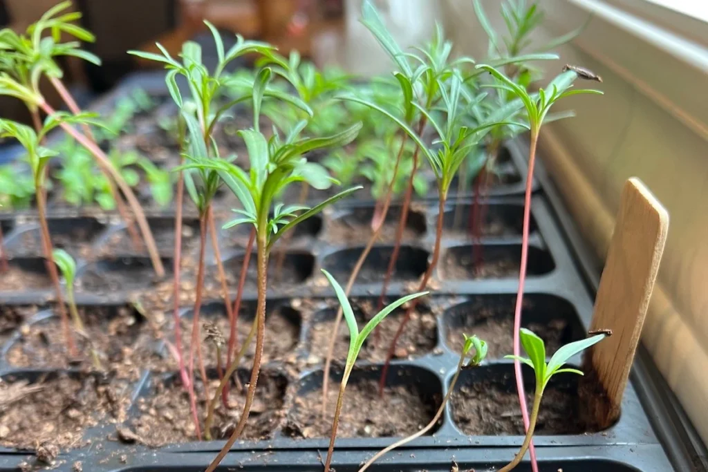 ovo na žalost ide u kompost