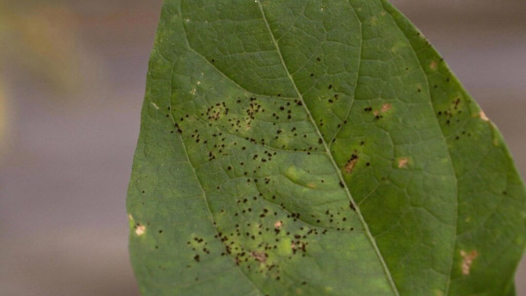 bolesti u vrtu - htđa

