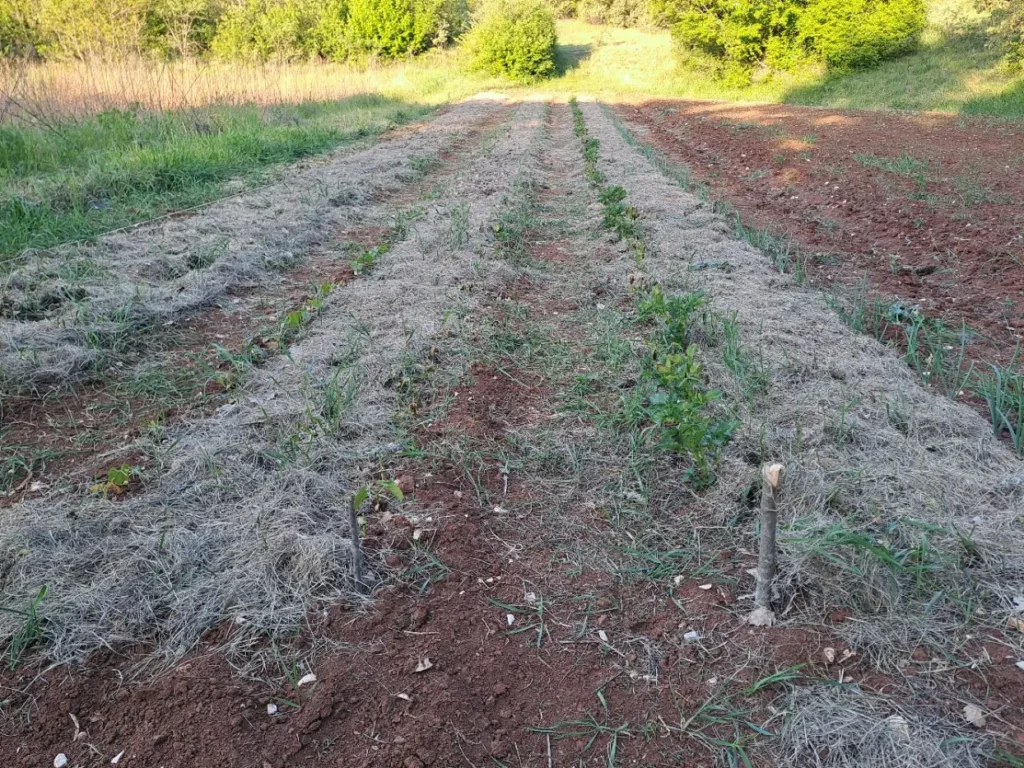 gnojnicaa od koprive - krumpir se oporavlja
