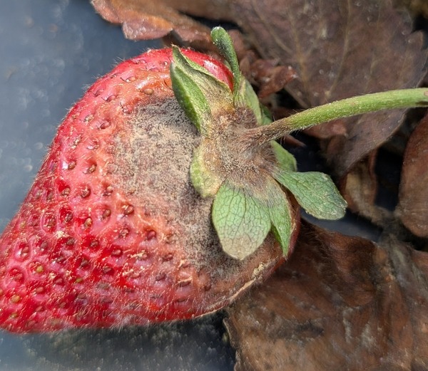 bolesti u vrtu - napad na jagode